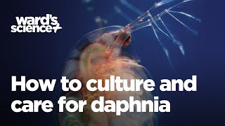 Caring and Culturing for Daphnia [upl. by Yeleek]