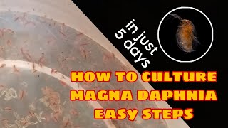 How to Culture Magna Daphnia Easily [upl. by Sneve559]