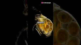 How to culture Daphnia for your Aquarium [upl. by Purington]