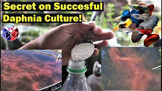 How to Culture Daphnia Successfully [upl. by Hanima]