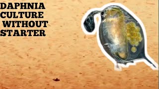 HOW TO CULTURE DAPHNIA NATURALLY WITHOUT A STARTER [upl. by Hattie]