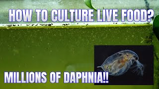 How to Culture Daphnia Secret Method to Breed MILLIONS  Simply Aquatic [upl. by Erie954]