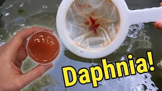 How I Culture Daphnia In Outdoor Tubs [upl. by Amber]