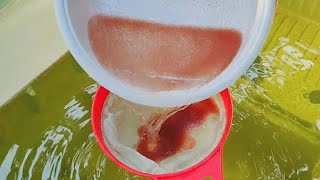 How to culture daphnia  Daphnia culture  How to grow daphnia outdoor [upl. by Irrok]