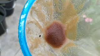 How to culture daphnia moina in a small container Part 1 English Subtitle [upl. by Torie]