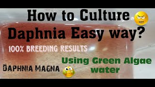 Daphnia MagnaHow to Culture Daphnia Easy wayCulturing Daphnia using Green water Daphnia [upl. by Aikahs489]