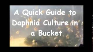 How to culture daphnia outside [upl. by Adamson361]