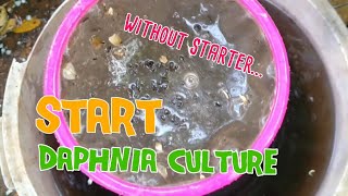 How to culture daphnia moina the easy way 1  Starting the Daphnia culture [upl. by Elke]