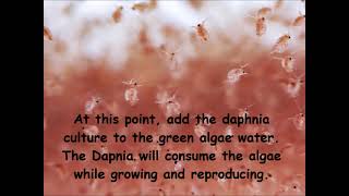 Daphnia  How to grow daphnia in your home [upl. by Ssalguod]