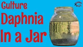 How to Culture Daphnia in a Jar [upl. by Saidel]