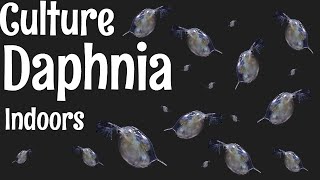 How to Culture Daphnia [upl. by Ultann]