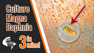 How to culture DAPHNIA MAGNA  The easy way [upl. by Hamlen]