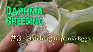 Daphnia Culture made simple and easy 3  Hatching Daphnia eggs [upl. by Kanor462]