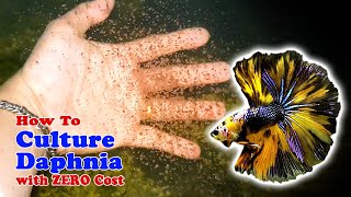 How to Culture Daphnia with ZERO Cost  Unlimited Live Food For Our Fish [upl. by Annoed607]