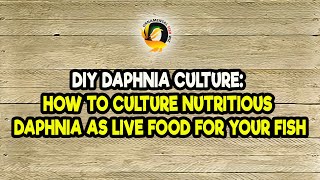 DIY Daphnia Culture How to Culture Nutritious Daphnia as Live Food for Your Fish [upl. by Nortyad677]