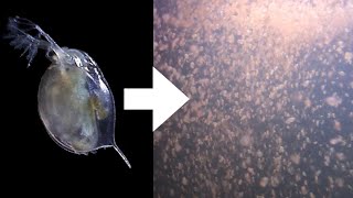 How I Culture Daphnia [upl. by Theo]