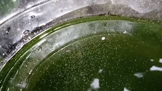 DAPHNIA MOINA CULTURE IN A SMALL BUCKET [upl. by Anelys276]