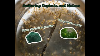 How To Culture Daphnia and Moinas using Green Water Spirulina powder [upl. by Boar]