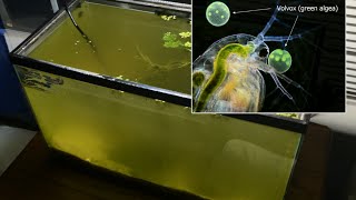 Raising Daphnia for the Freshwater Aquarium [upl. by Imarej]