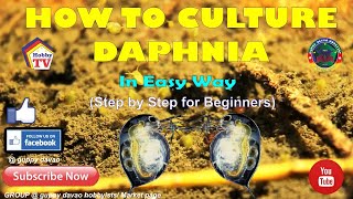 HOW TO CULTURE DAPHNIA In Easy Way [upl. by Edwina]